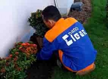 DỊCH VỤ TRỒNG CÂY XANH