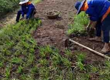 Dịch Vụ Trồng Cỏ Sân Vườn Long An